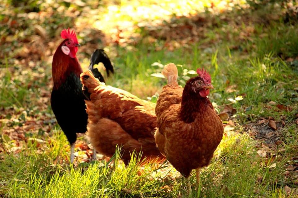 2 Coeurs 2 Landes Daire Garrosse Dış mekan fotoğraf