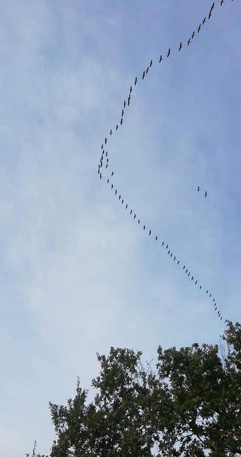 2 Coeurs 2 Landes Daire Garrosse Dış mekan fotoğraf